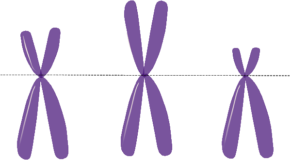 chromosome abnormalities in embryos